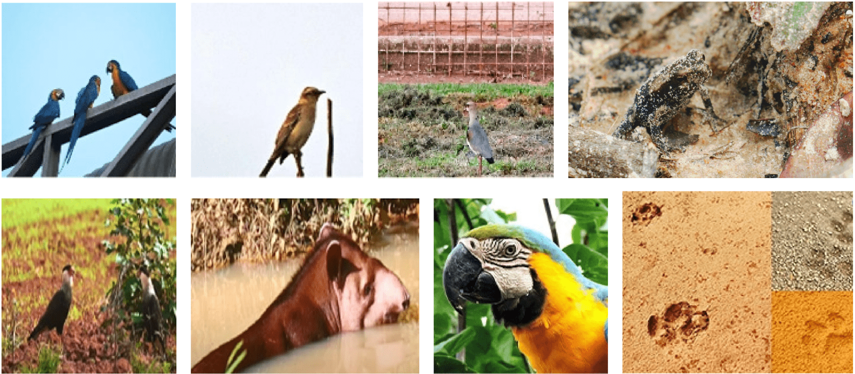 Fotos de alguns animais da Fazenda