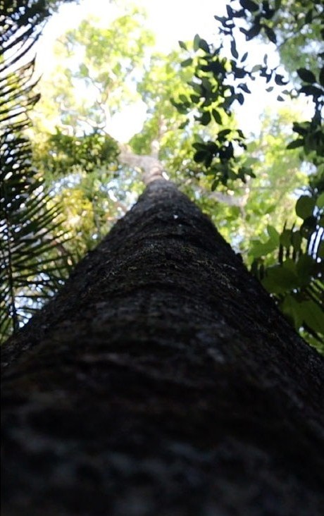 Imagem Projeto Rio Mamiá