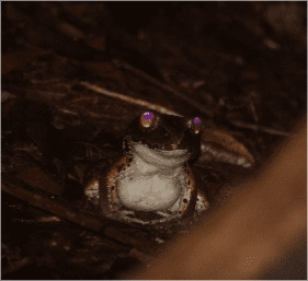 Fotos da fauna da propriedade do projeto capturadas em campo