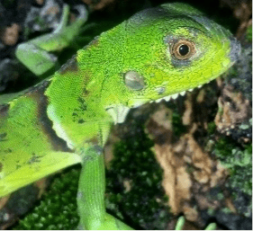 Fotos da fauna da propriedade do projeto capturadas em campo