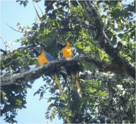 Fotos da fauna da propriedade do projeto capturadas em campo