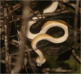 Fotos da fauna da propriedade do projeto capturadas em campo