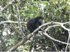 PSA XINGU